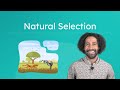 Natural Selection and Adaptation Quiz