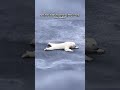 How Polar Bears Cross Thin Ice Safely