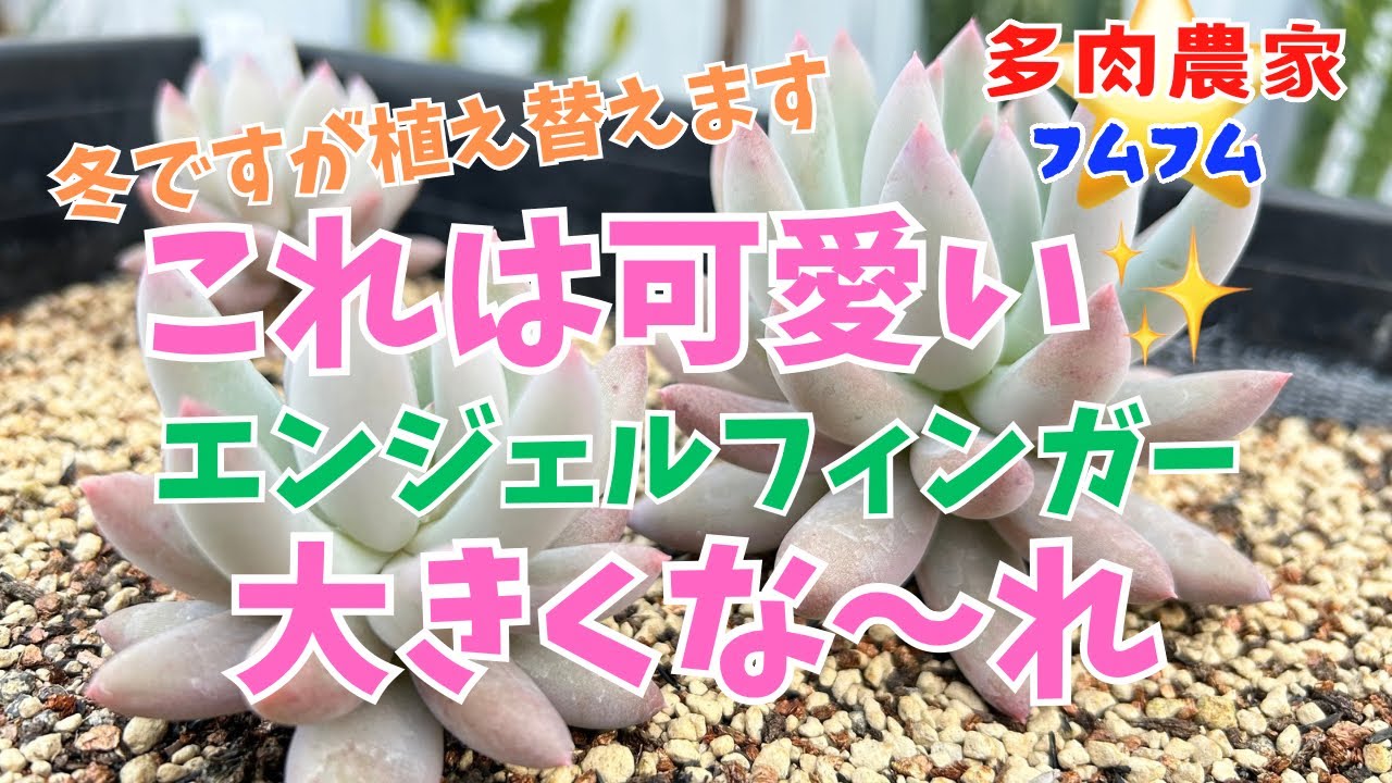 多肉植物】エンジェルフィンガー - YouTube
