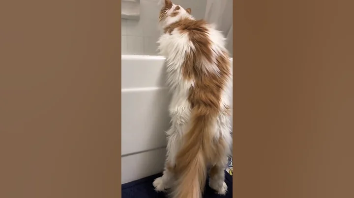 Video 9364751: chartreux cat, british hair cat, siberian cats love, cat turkish, domestic cat breed