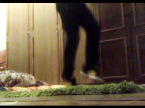 Easy DnB Dance Home *C^SpeR*