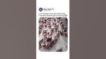 All the Ducks I need to Get In A Row...