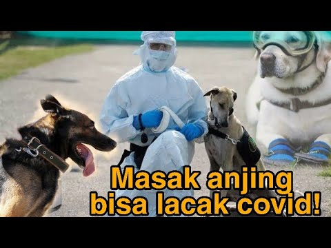 Video: Lima Fakta Paling Menarik Tentang Anjing Pelacak