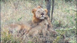 Family Bonds in the African Wilderness: Male Lion and Cubs