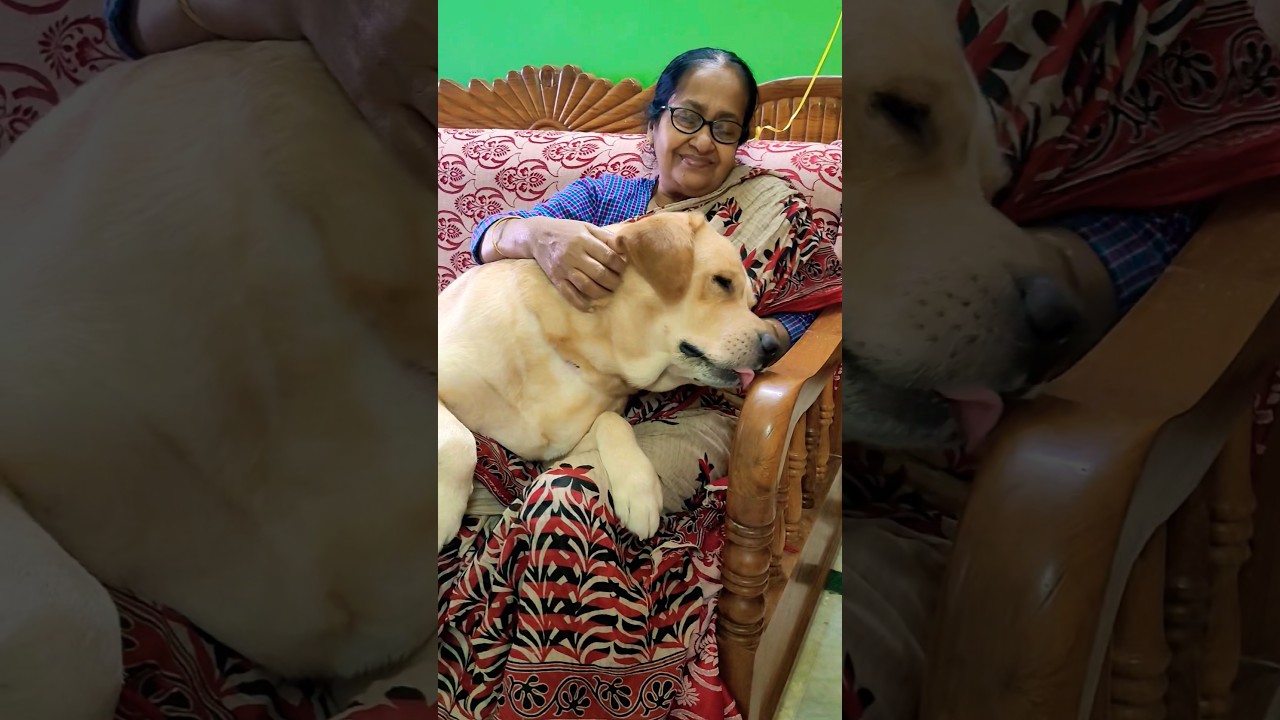 Isko layethe gharki rakhbali karne 🤣 