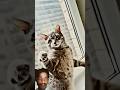 (Comment_ Your -Favorite pet - For -more +videos check out my channel-).!🙀🐈#youtubeshorts #shorts