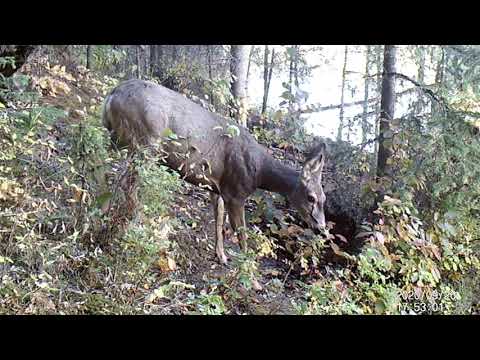 Fall 2020 Trail Cam Highlights  - Mountain Lion, Beaver, Coyote etc. (Alberta, Canada)