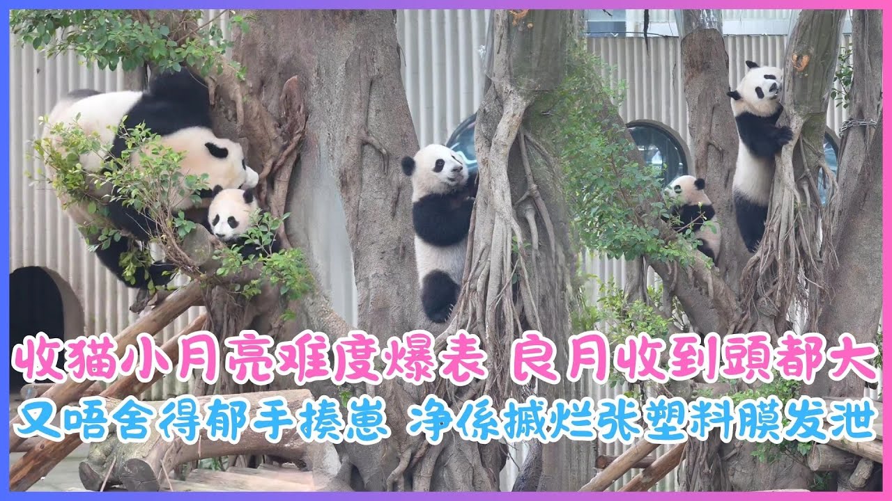 26.01.29💖收猫小月亮难度爆表～良月收到頭都大，又唔舍得郁手揍崽，净係摵烂张塑料膜发泄🎪🐼（温馨提示：塑料膜係无辜㗎～）💖