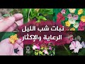نبات شب الليل زهرة الساعة الرابعة نبات مزهر برائحة عطرية  