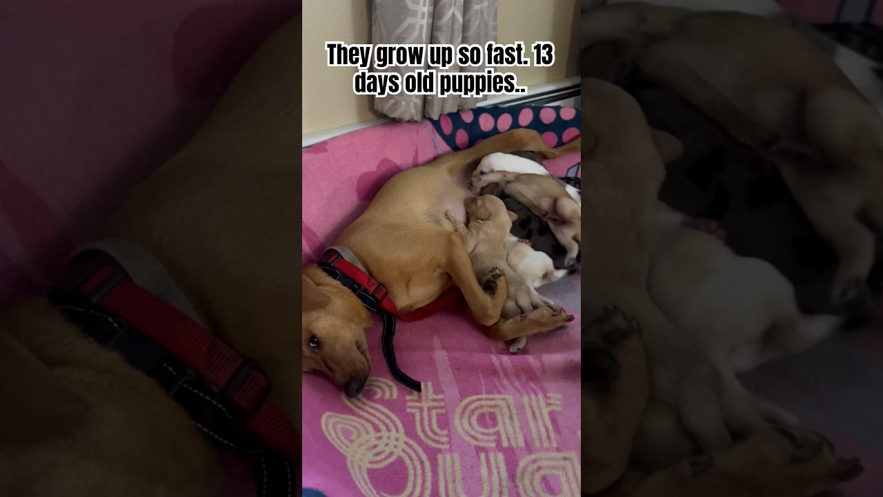 7 puppies 13 days old, mom nursing and dad is watching 