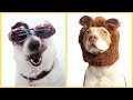 Funny Dogs Compilation 2021 | Hilarious Dog Videos That Will Make You Cry With Laughter (Try Not to)