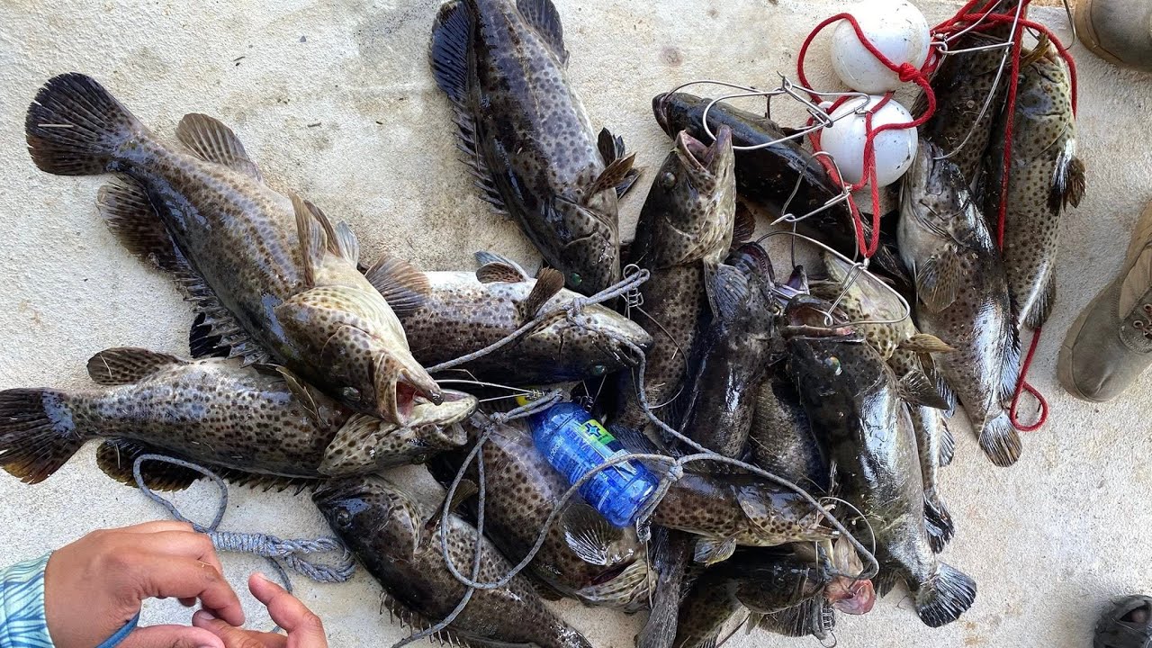 ตกปลาเก๋าบุฟเฟ่ต์ EP.2 จำนวน 70 กก. บ่อตกปลาเก๋า พี่ไข่นุ้ยท่าชนะ