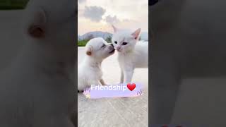 Nice Friendships . A Beautiful Moment -