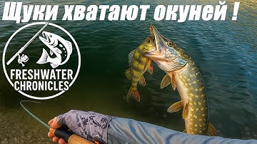 ЩУКИ ХВАТАЮТ ОКУНЕЙ! Рыбалка на спиннинг на горном озере - ультралайт и мормышинг в деле!