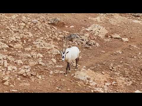 A herd of Arabian oryxes