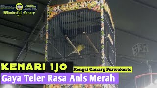 Kenari Rasa Anis Merah |Gaya Teler |Wonderful Canary