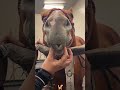 Funny horse##cat #cats #catsmoves #tiktokcat #catsoftiktok... #Shorts #courage.in.the.sky