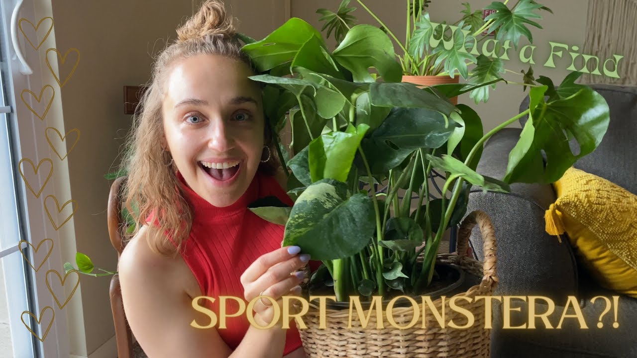 philodendron fuzzy petiole Philodendron Fuzzy Petiole – The Plant Boys