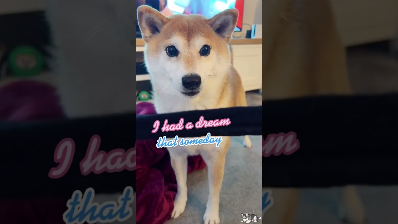 DAILY INTERNET DOGS   DAY 104