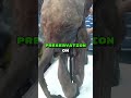 The Incredible Discovery Of Baby Mammoth Lyuba Shorts The Incredible Discovery Of Baby Mammoth Lyuba Shorts