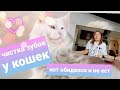 ЖИЗНЬ С МЕЙН-КУНАМИ /КАК ЧИСТИТЬ ЗУБЫ КОШКАМ / КОТ ОБИДЕЛСЯ