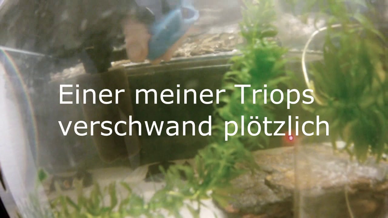 Triops züchten Tutorial - YouTube
