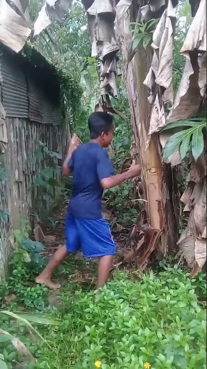 LORD ALUL VS POHON PISANG
