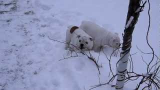 English bulldog puppies for sale