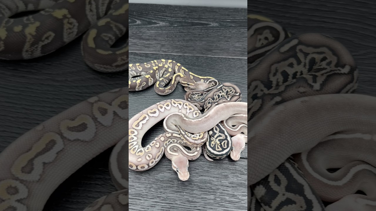 Kolejna ekipa na pokładzie 💪 #pytonkrólewski #pythonregius #reptiles #ballpython #pyton #python