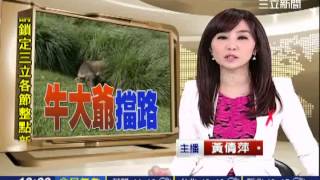 下山步道擋野牛　夫妻夜困擎天崗│三立新聞台