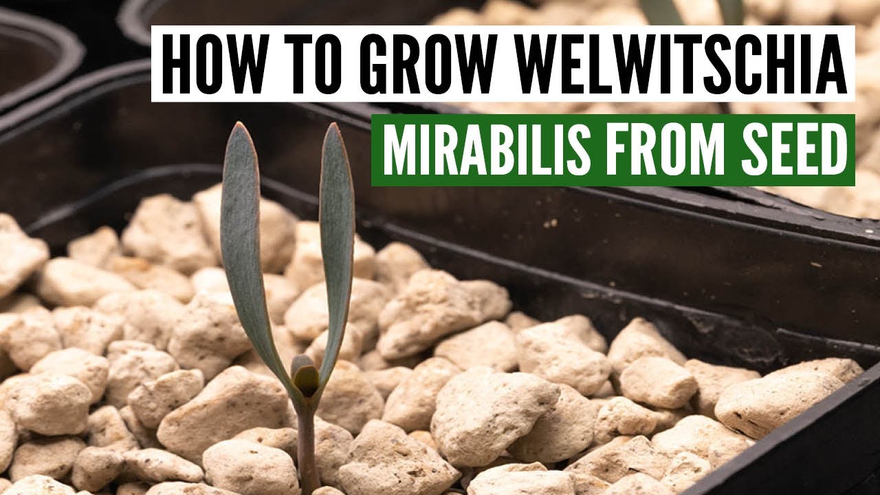 How to grow Welwitschia Mirabilis from seed [with sucess]
