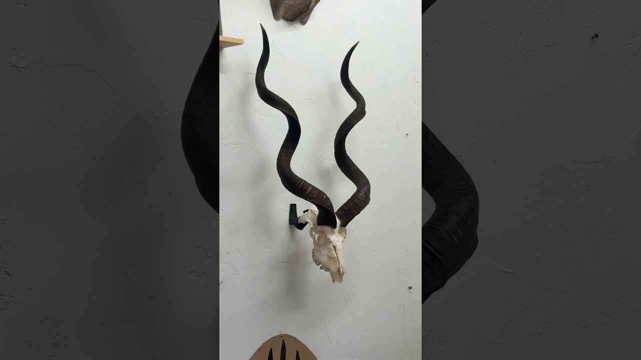 Hanging up a big kudu skull 💀 