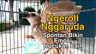 Download Lagu trucukan gacor NGGARUDA NGEROL ampuh bikin trucuk gacor lain seketika NYAUT EMOSI Download Lagu trucukan gacor NGGARUDA NGEROL ampuh bikin trucuk gacor lain seketika NYAUT EMOSI