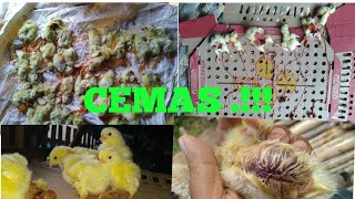 Kematian tinggi 3 hari doc broiler mati 105 ekor