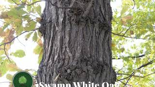 Swamp White Oak