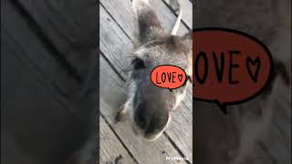 #kangaroo#talking#funny ... screenshot 1