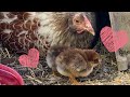 Sweet Broody Hen Sharing Her Breakfast with Baby Chicks