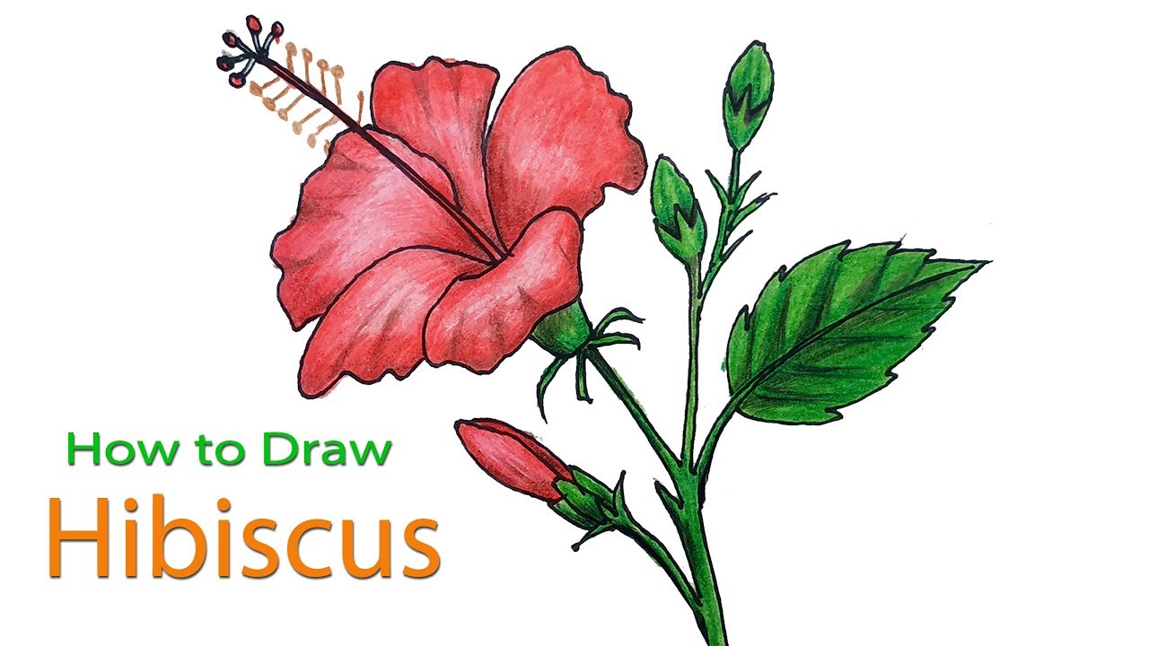 20 Easy Hibiscus Drawing Ideas - Draw a Hibiscus