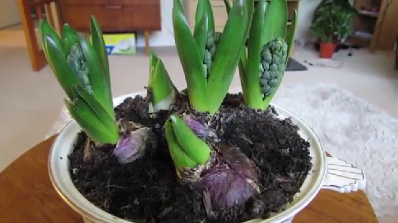 How to Force Hyacinth bulbs YouTube