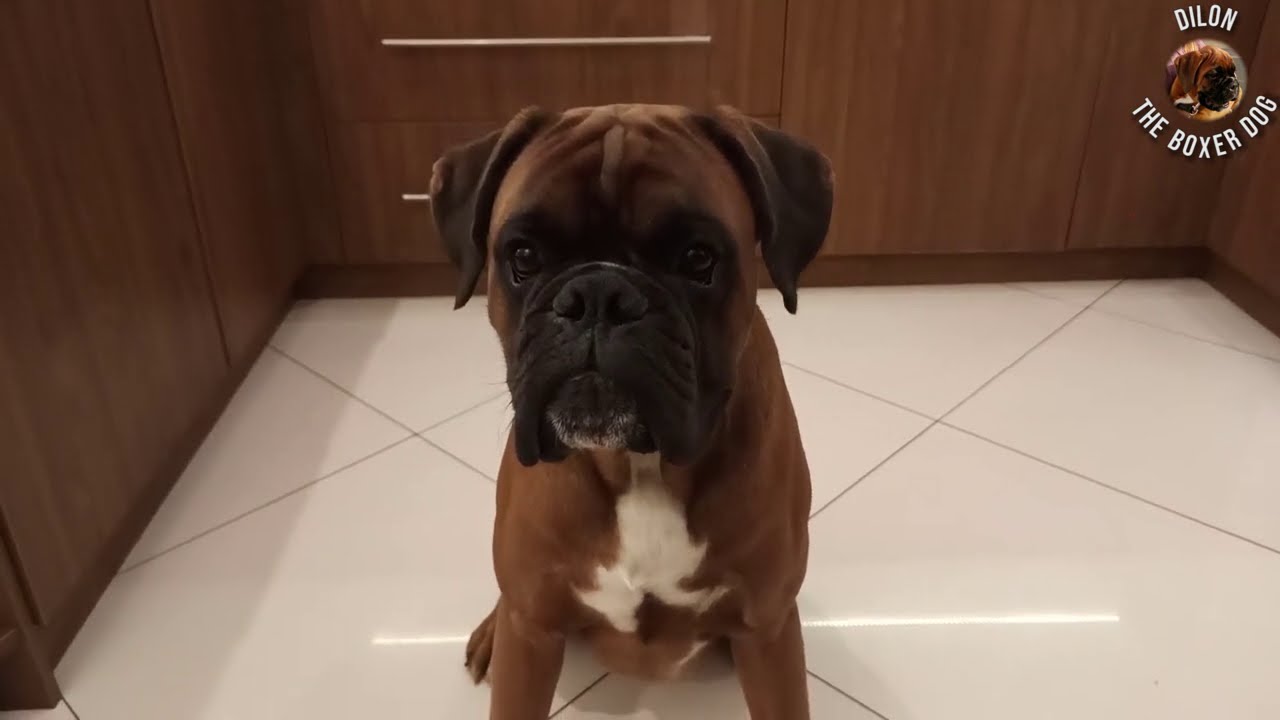 New toys for my boxer dog, very excited boxer YouTube