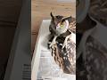 Owl is in the books