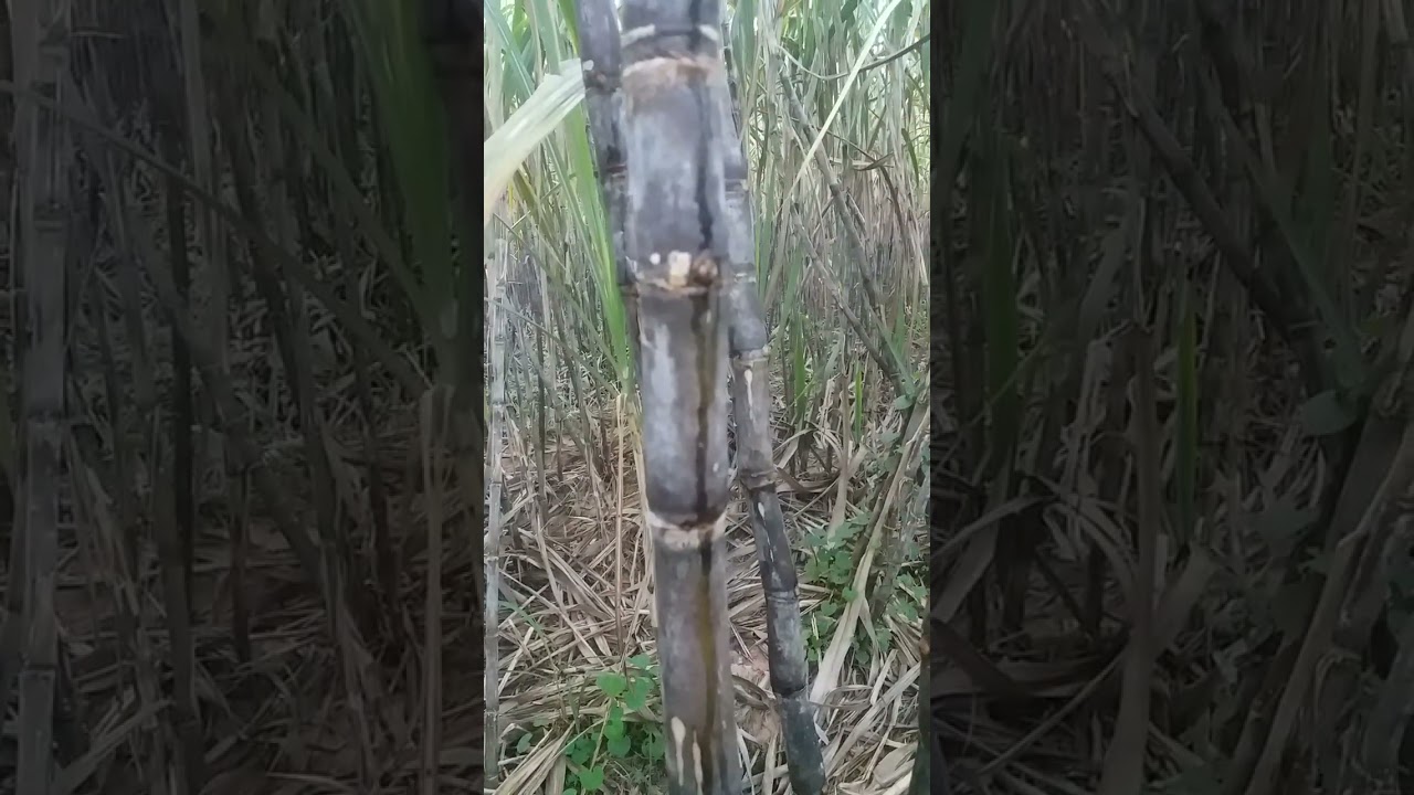 #คำถามยอดฮิตกับการสางใบอ้อย