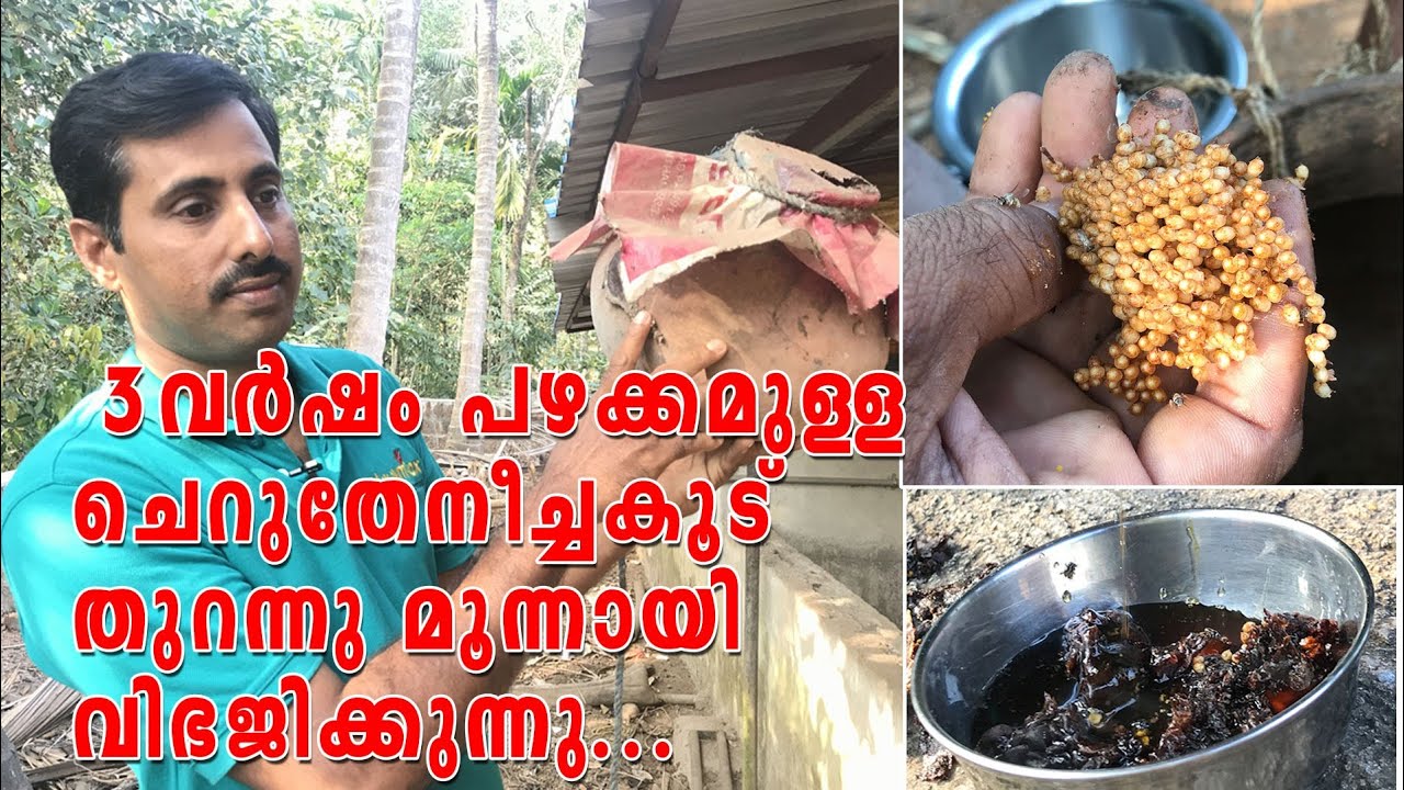 മൂന്ന് വർഷം പഴക്കമുള്ള ചെറുതേനീച്ച കൂട് ഓപ്പൺ ചെയ്യുന്നു | ചെറുതേനീച്ച കോളനി വിഭജനം | Stringless Bee