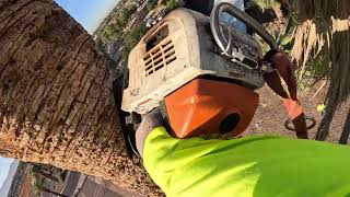 Removiendo palma seca#arborist #arizona #OSMaz