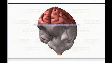 Alive Innovations Vital Scan Demonstration