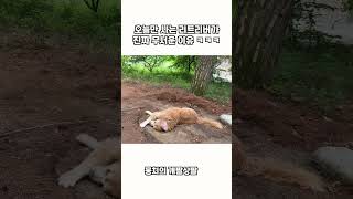 오늘만 사는 리트리버가 진짜 무서운 이유 ㅋㅋㅋ