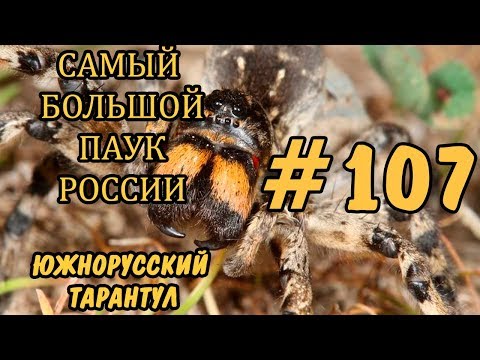 Video: Druhy Pavúkov Tarantuly: Výučba Sveta Zvierat