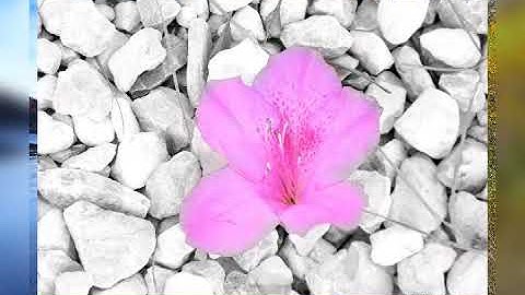 القارئ يوسف السعيد ماتيسر من سورة النساء