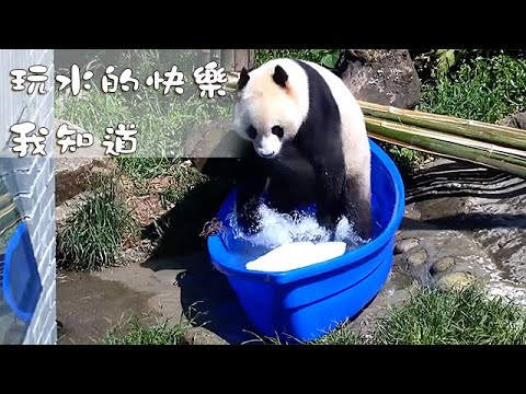 《熊貓主題趴》玩水的快樂我知道 | iPanda熊貓頻道