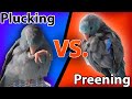 Is Your Bird Plucking? | Topics